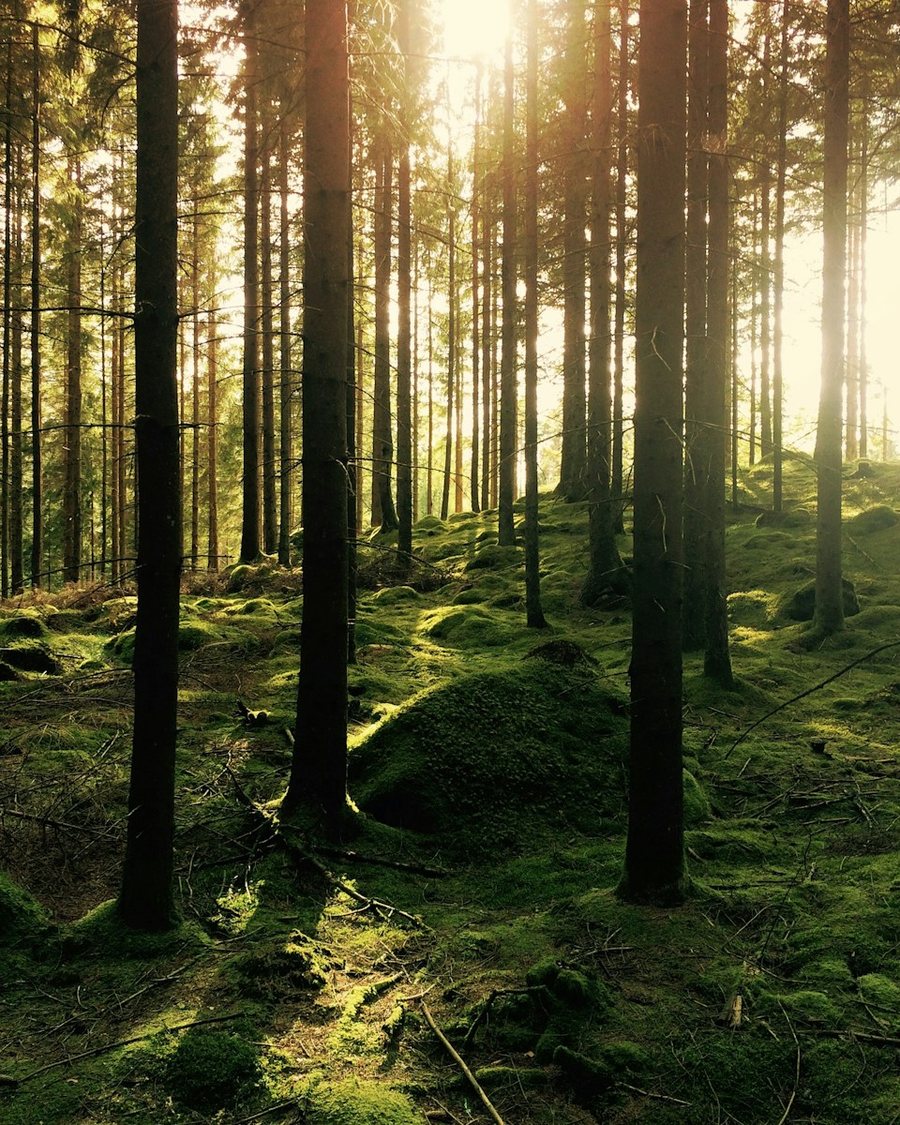 Svensk skog